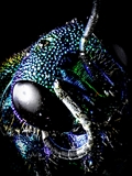 Goldwespen (Chrysididae) beeindrucken durch das metallisch, irisierende Farbenspiel (grün, grünblau, blau, rot, kupferrot etc.) auf ihrem Chitinpanzer